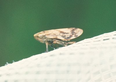 Cicadas