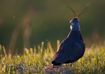 The lapwing