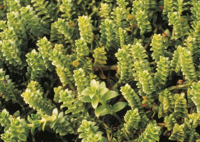 The sea sandwort