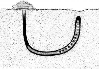 The lugworm