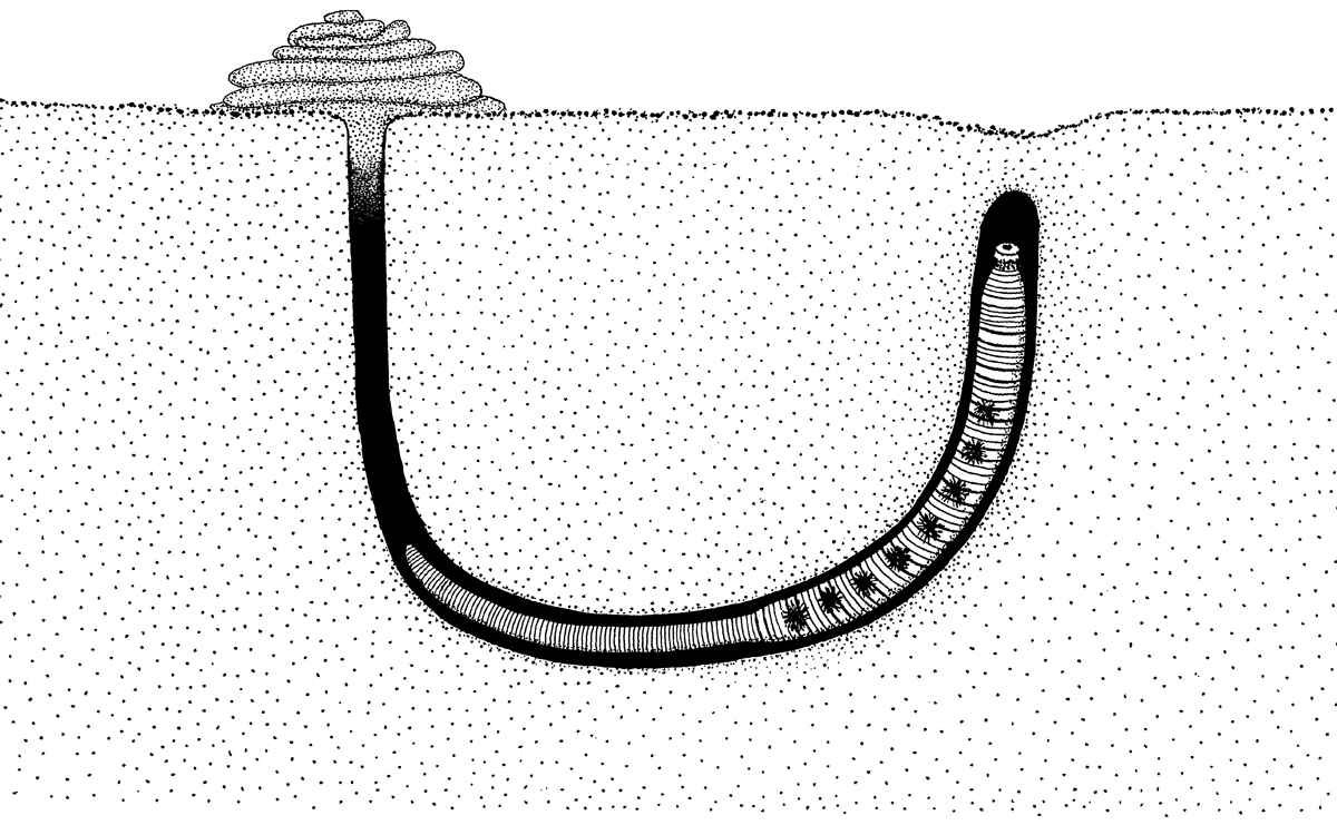 02-fjaremakken
