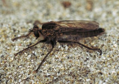 Robber flies