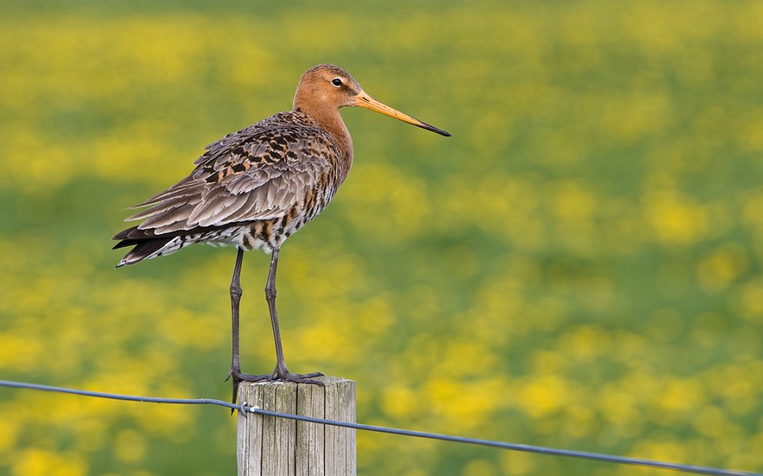 The black-tailed godwit