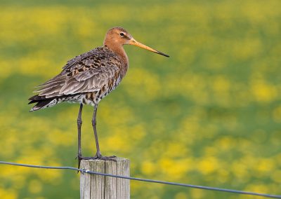 The black-tailed godwit