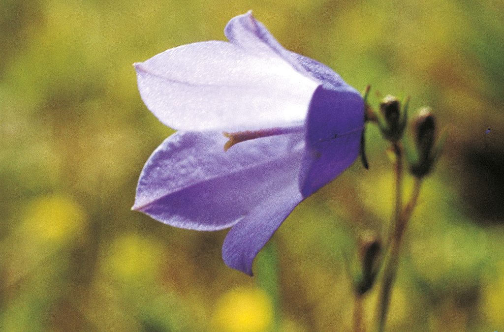 The bluebell