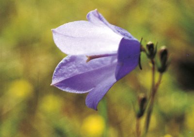 The bluebell