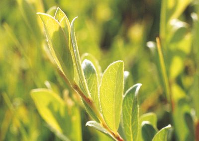 The creeping willow