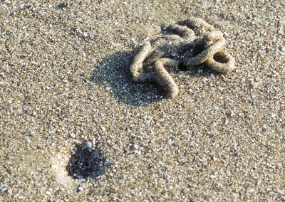 Sign of a Lugworm