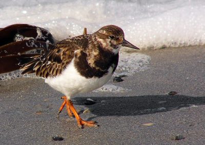 The turnstone