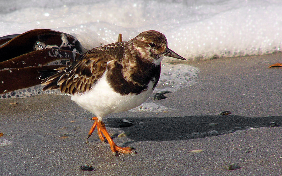 02steinvenderwikimedia