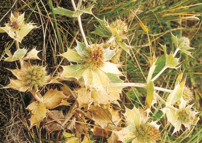 The sea holly