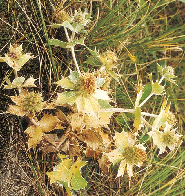 The sea holly