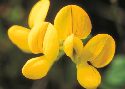 The bird’s foot trefoil