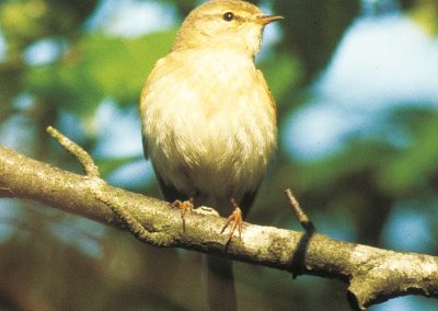 The willow warbler
