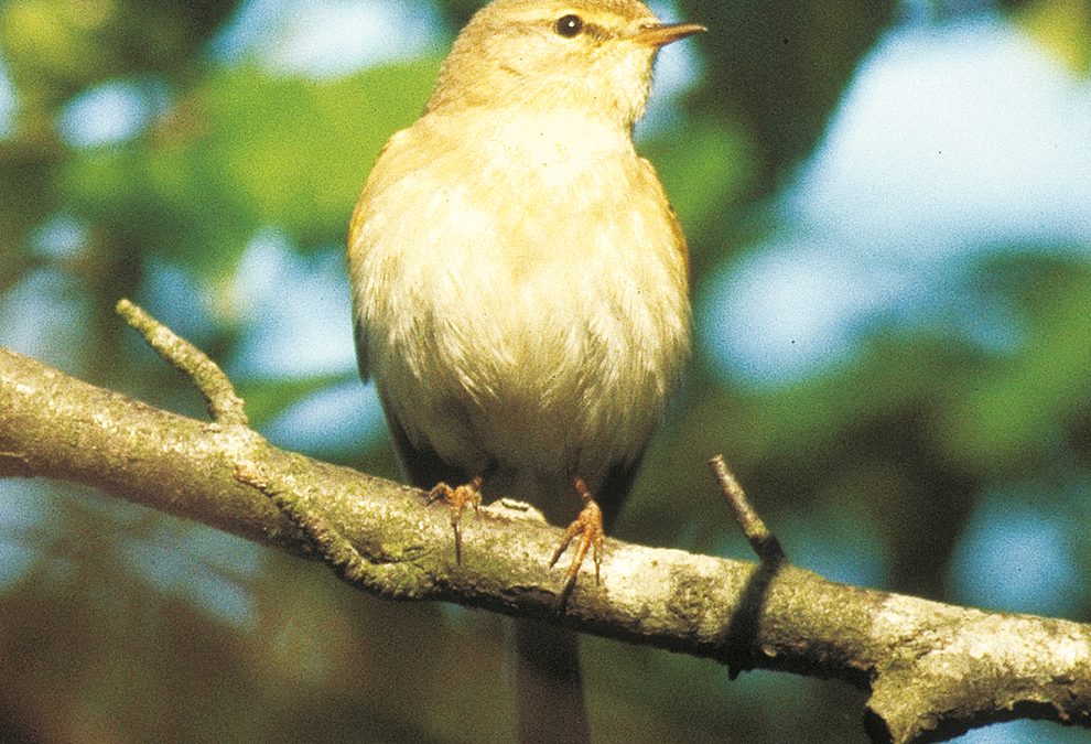 The willow warbler