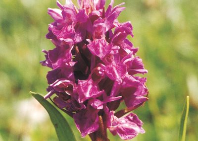 Northern marsh orchid