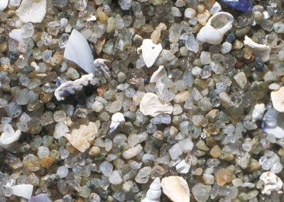 Shellfish and mussel