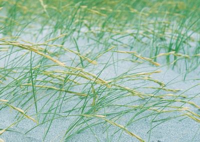Sand couch grass