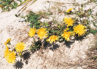 The narrow-leaf hawkweed