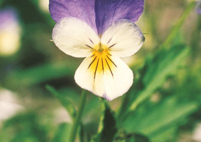 The heartsease