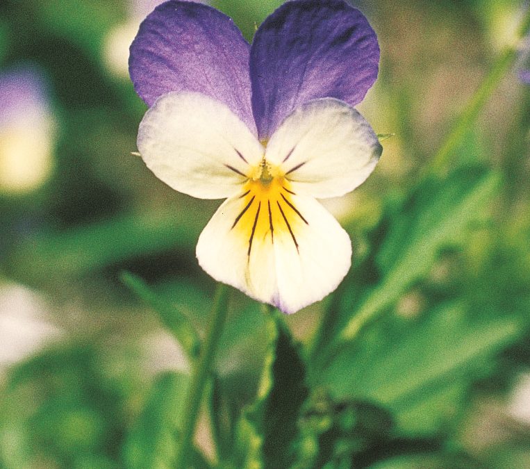 The heartsease