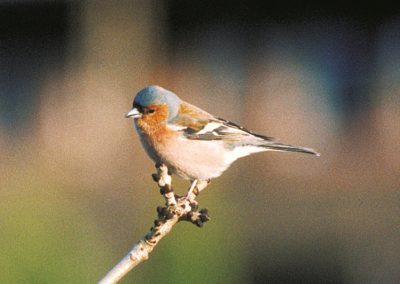 The chaffinch