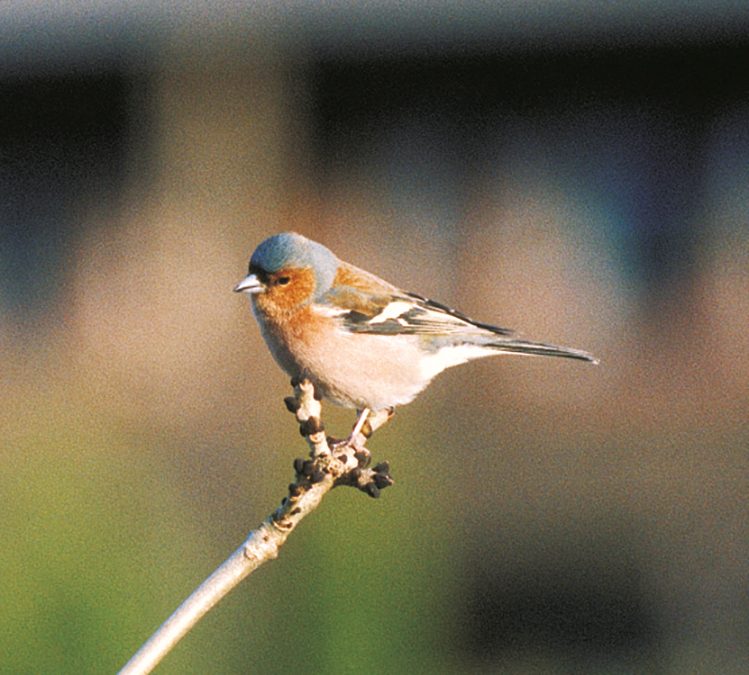 The chaffinch