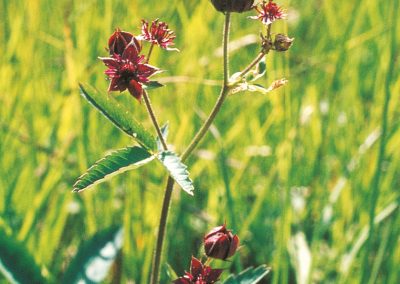 The marsh cinquefoil