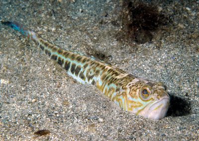 The weaver fish