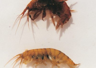 Sand shrimps