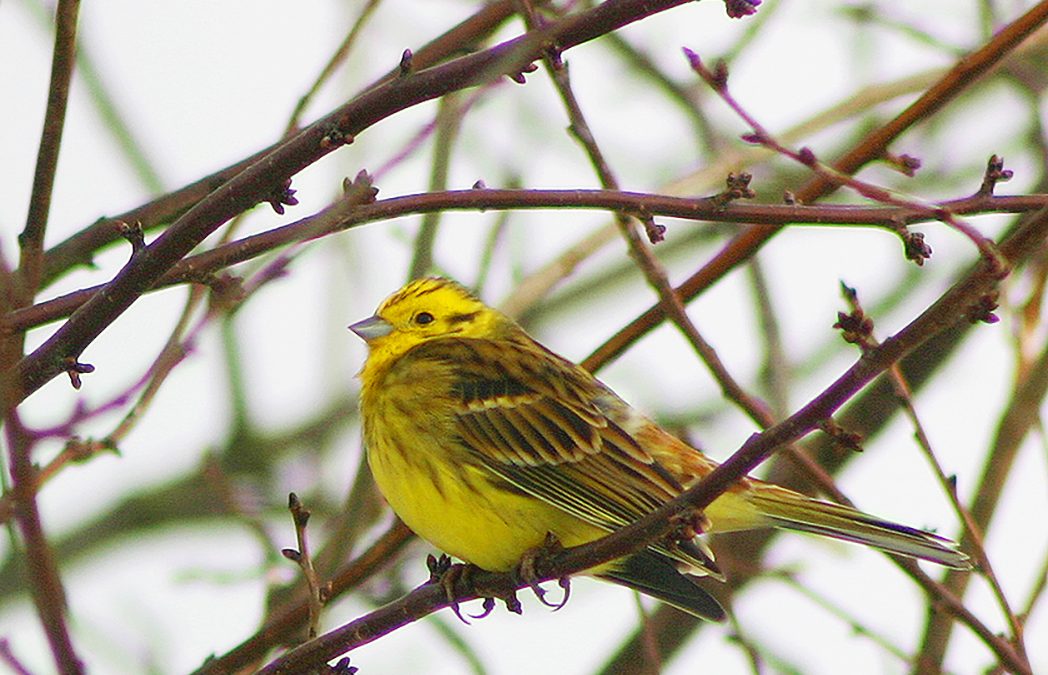 Yellowhammer