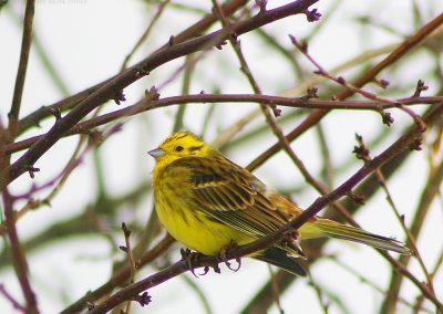 Yellowhammer