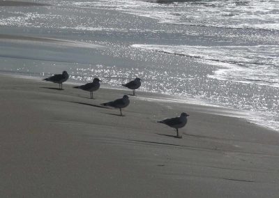 Gulls on the foreshore