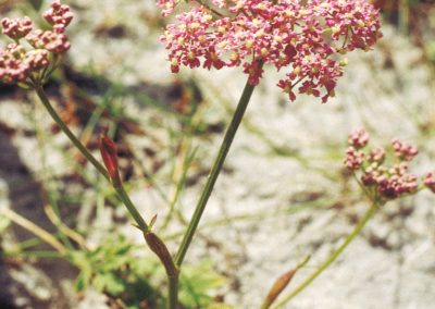 The burnet saxifrage