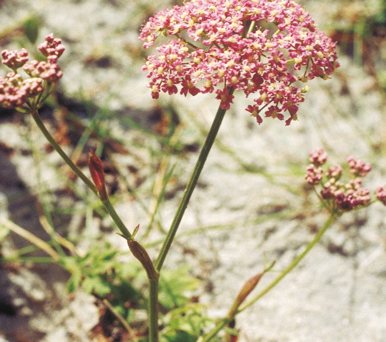 The burnet saxifrage