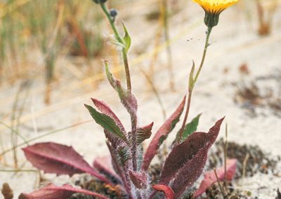 Spesialisation – Drought 4
