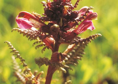 The marsh lousewort