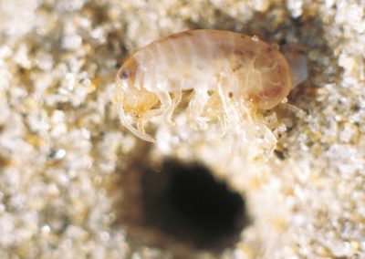 Crustaceans