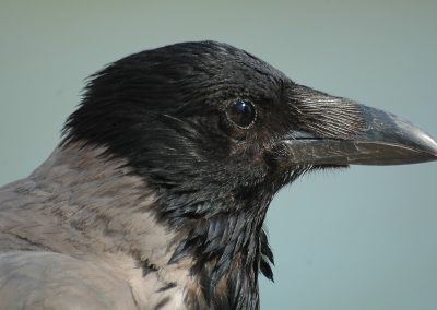 The hooded crow