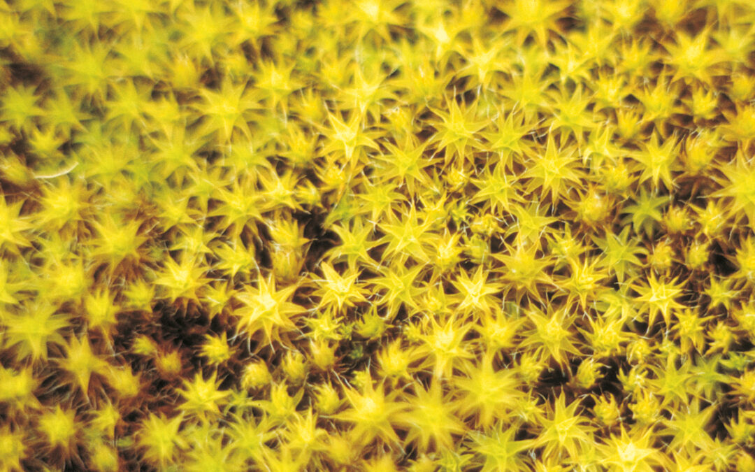 06bakdynene-11
