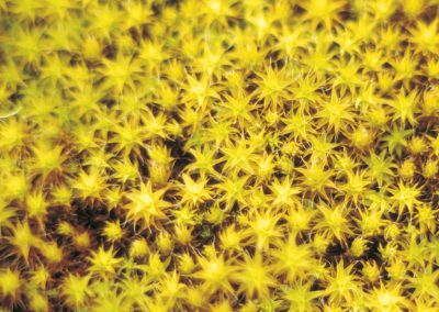 Mosses