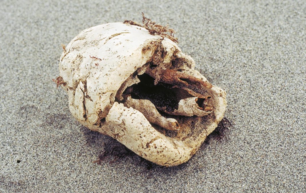 Brødsvamp