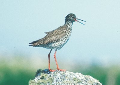 Rødstilken