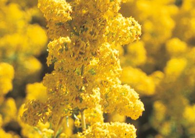 Lady’s bedstraw