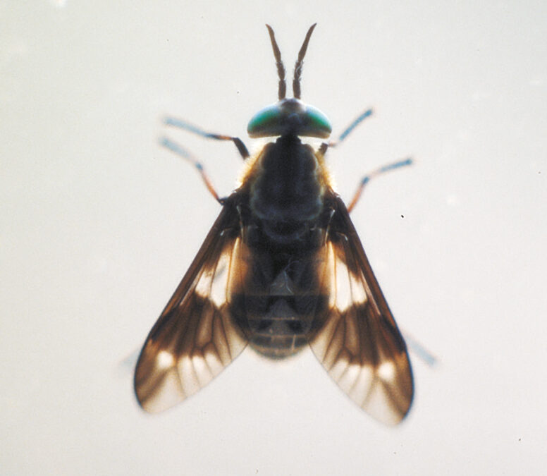 07dynehei-22