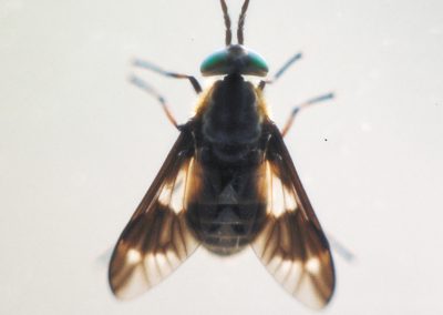 Horseflies