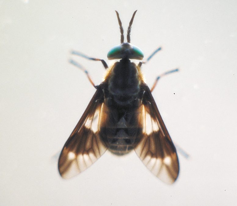 Horseflies