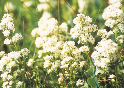The northern bedstraw
