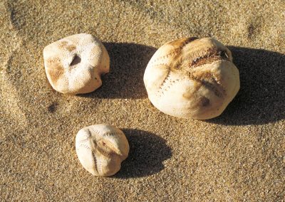 Sea urchins