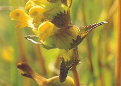 The yellow rattle